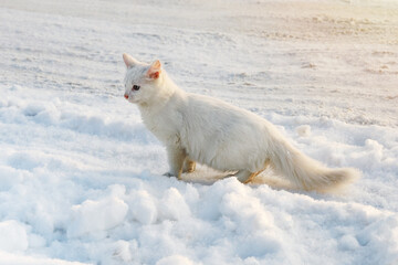 White fluffy kitten in snow next to snowy road on sunny day