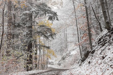 Forest path after the first snowfall in mid-November - 566992342