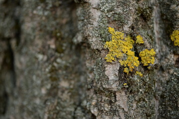 yellow moss, yellow lichen on tree, lemon moss on bark, moss on tree  texture of gray tree bark, old bark of poplar bough tree, poplar gray bark close-up, wood texture close-up 
