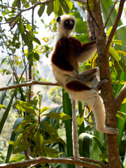 Crowned Sifaka, Propithecus coquereli, climbs a tree and observes the surroundings. Réserve Peyrieras Madagascar Exotic