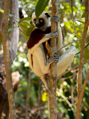 Crowned Sifaka, Propithecus coquereli, climbs a tree and observes the surroundings. Réserve Peyrieras Madagascar Exotic