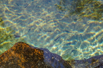 fish swimming in clear spring water