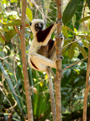 Fototapeta premium Crowned Sifaka, Propithecus coquereli, climbs a tree and observes the surroundings. Réserve Peyrieras Madagascar Exotic