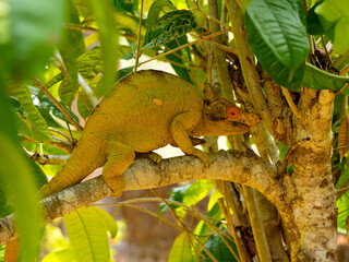The Parson's chameleon, Calumma parsonii, has a massive helmet and a large growth on its nose. Réserve Peyrieras Madagascar Exotic