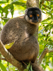 Common Brown Lemur, Eulemur fulvus, sits on a tree and observes the surroundings. Réserve Peyrieras Madagascar Exotic