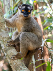 Common Brown Lemur, Eulemur fulvus, climbs a tree and observes the surroundings. Réserve Peyrieras Madagascar Exotic