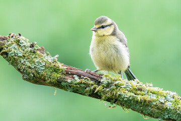 juvenile bluetit 