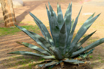 Agave Century Plant Cactus
