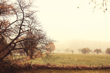 Autumn mist on the green fields of hepteroides, Nord Rhine Westphalia