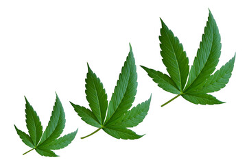 Cannabis leaves on a transparent background