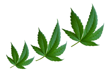 Cannabis leaves on a transparent background