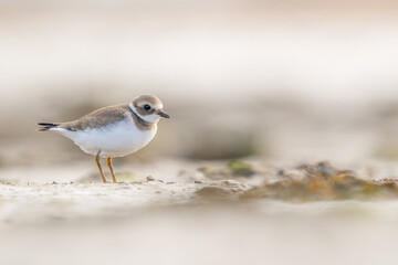 Fototapeta premium juvenile ringed plover 
