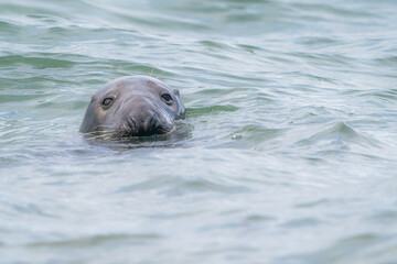 Obraz premium grey seal 