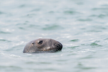 Obraz premium grey seal 