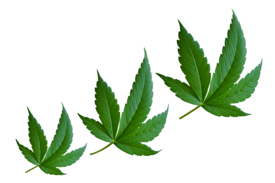 Cannabis leaves on a transparent background