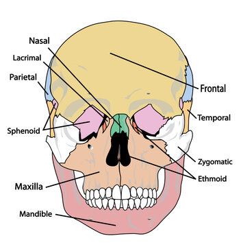 Human Skull Bones Skeleton Labeled Educational Scheme Vector Illustration.