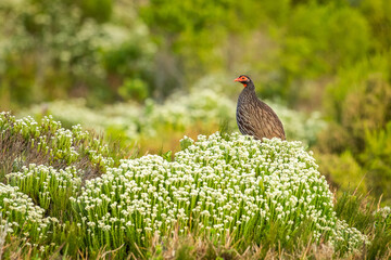 Swainsons Francolin in the fynbos