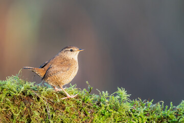 wren 