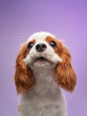 Funny puppy on a lilac background. Cavalier King Charles Spaniel in the studio. Dog with a funny face