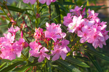 Fototapeta na wymiar Bright pink flowers of Oleander Common on green bushes on a summer sunny day. Growing beautiful flowers.selective focus
