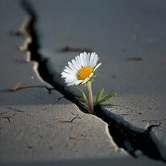Zelfklevend Fotobehang A daisy grows in a crack in the pavement. © Joseph