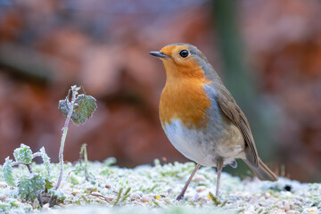 robin on a frosty morning