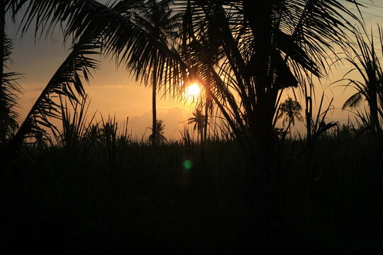 coconut tree with twilight background