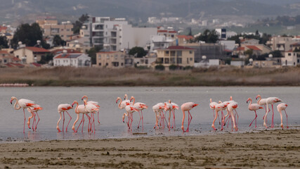 Flamingi nad słonym jeziorem w Larnace, Cypr