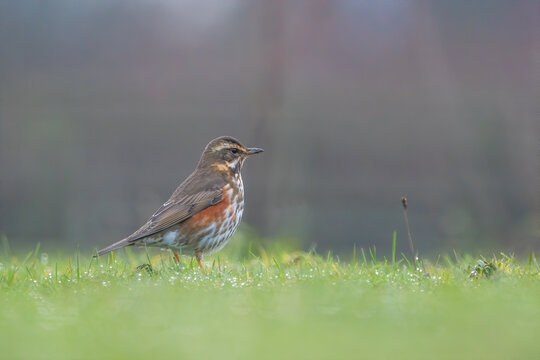 redwing 