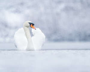 mute swan in the snow 