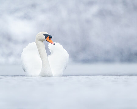 mute swan in the snow  - Powered by Adobe