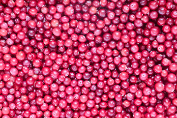 Berries of wild cranberries are scattered on surface.