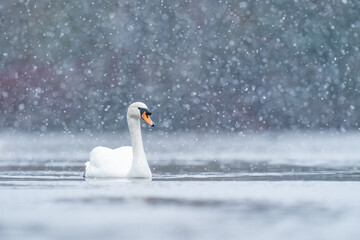 swan in the snow