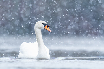 swan in the snow  © martyn