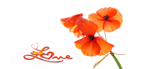 Valentine's day romantic greeting card design. Close up of the beautiful composition of spring flowers bouquet with poppies on white background. with text  "Love"  romance  and love