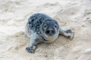 Young seal in its natural habitat laying on the beach and dune in Dutch north sea cost (Noordzee) The earless phocids or true seals are one of the three main groups of mammals, Pinnipedia, Netherlands © Sarawut