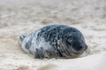 Schilderijen op glas Young seal in its natural habitat sleeping on the beach and dune in Dutch north sea cost (Noordzee) The earless phocids, True seals are one of the three main groups of mammals, Pinnipedia, Netherlands © Sarawut