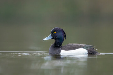 tufted duck 