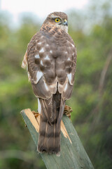 female sparrow hawk 