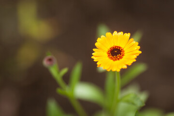 Calendula Marigold flower on green natural summer background. Calendula medicinal plant petals, herb leaves. Macro herbal tea calendula plant flower.