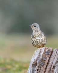 mistle thrush