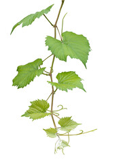 Fototapeta premium Grape leaves on white background. Grape leaves vine branch on white background.