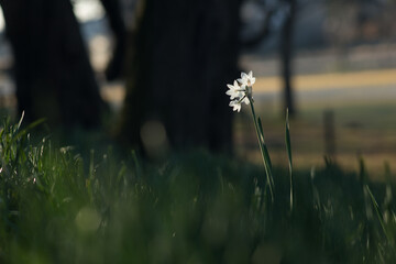 ぽつりと咲く真っ白な水仙②