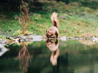 Red Squirrel in the countryside searching for nuts with the water reflection