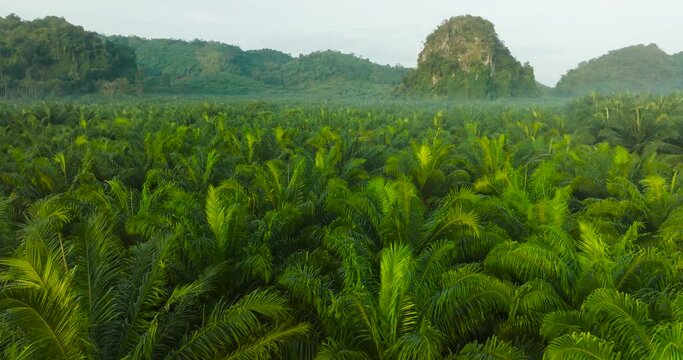 Aerial view palm oil tree High quality video 4K
