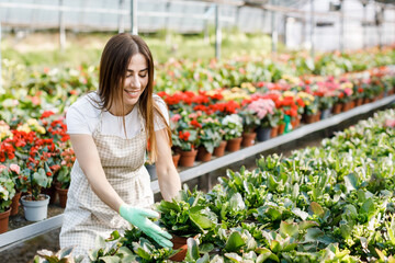 Young woman takes care of flowerpots in a greenhouse. The concept of growing plants