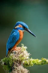 Fototapete Eisvogel kingfisher   © martyn