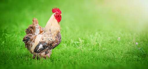 Beautiful Rooster standing on the grass in blurred nature green background