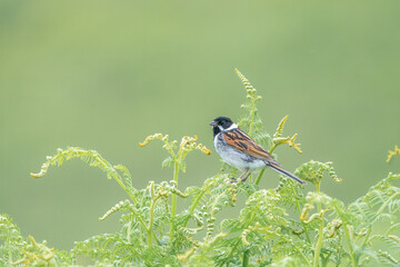 male reed bunting 