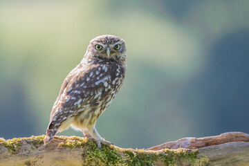 little owl 
